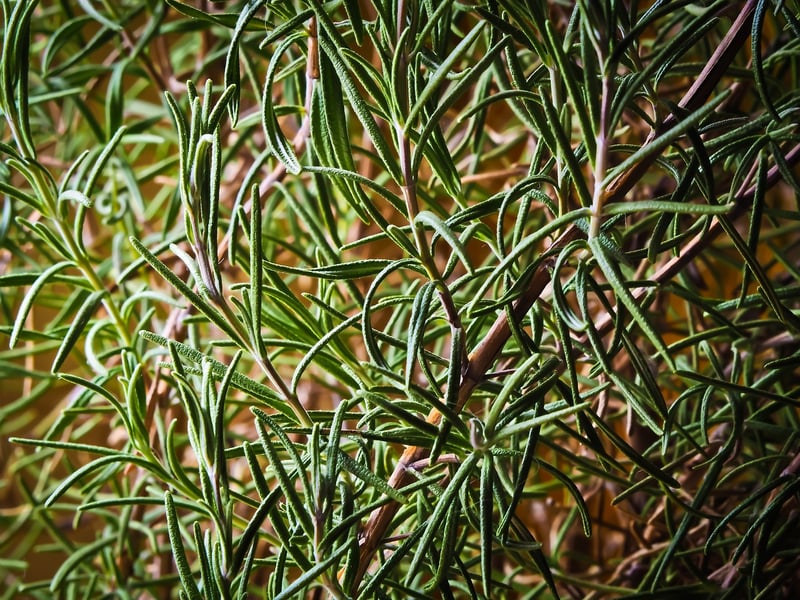 Fresh Herbs in Oil