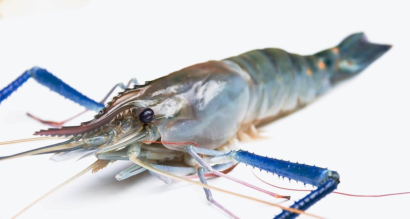 Seafood